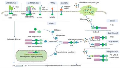 Plant immune receptors interact with hemibiotrophic pathogens to activate plant immunity